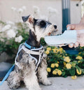 2-in-1 Portable Pet Feeder