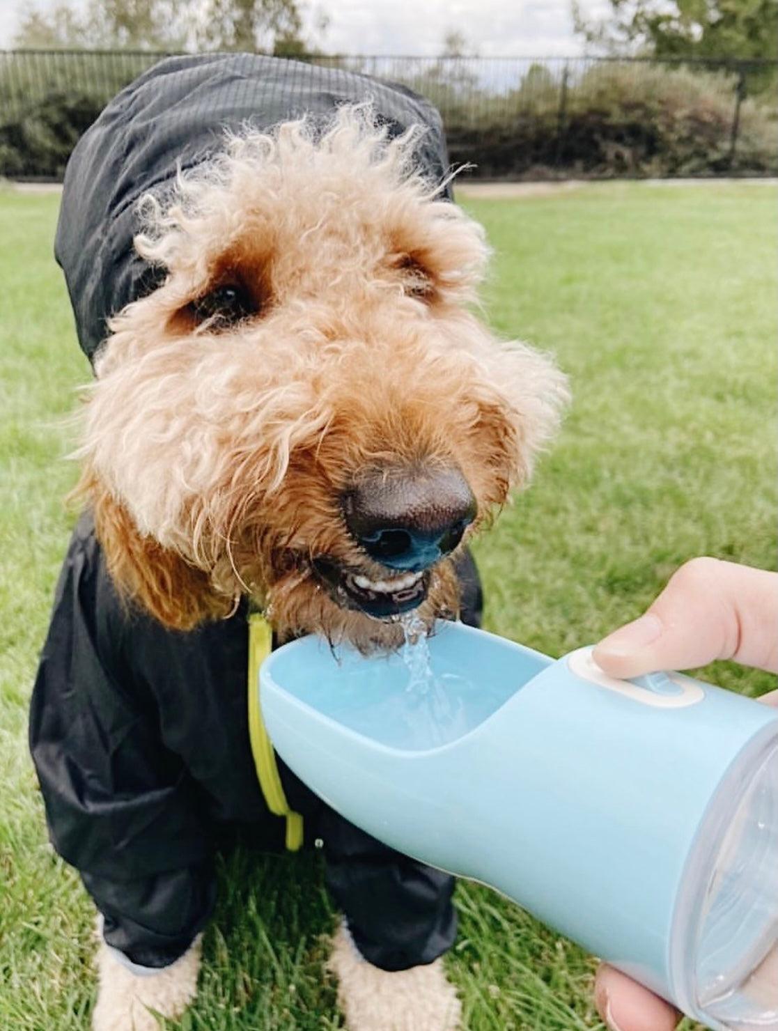 2-in-1 Portable Pet Feeder