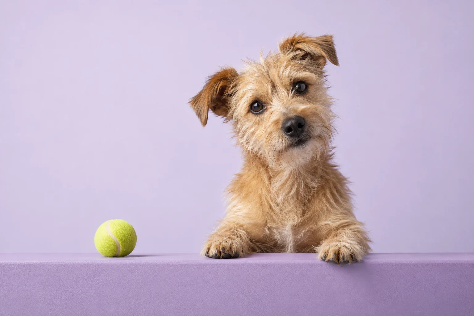 A curious terrier ready for playtime
